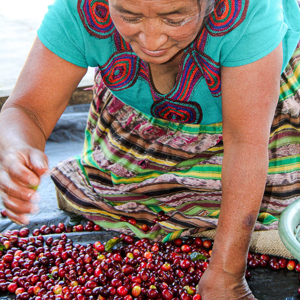 femme triant les cerises de café au Guatemala