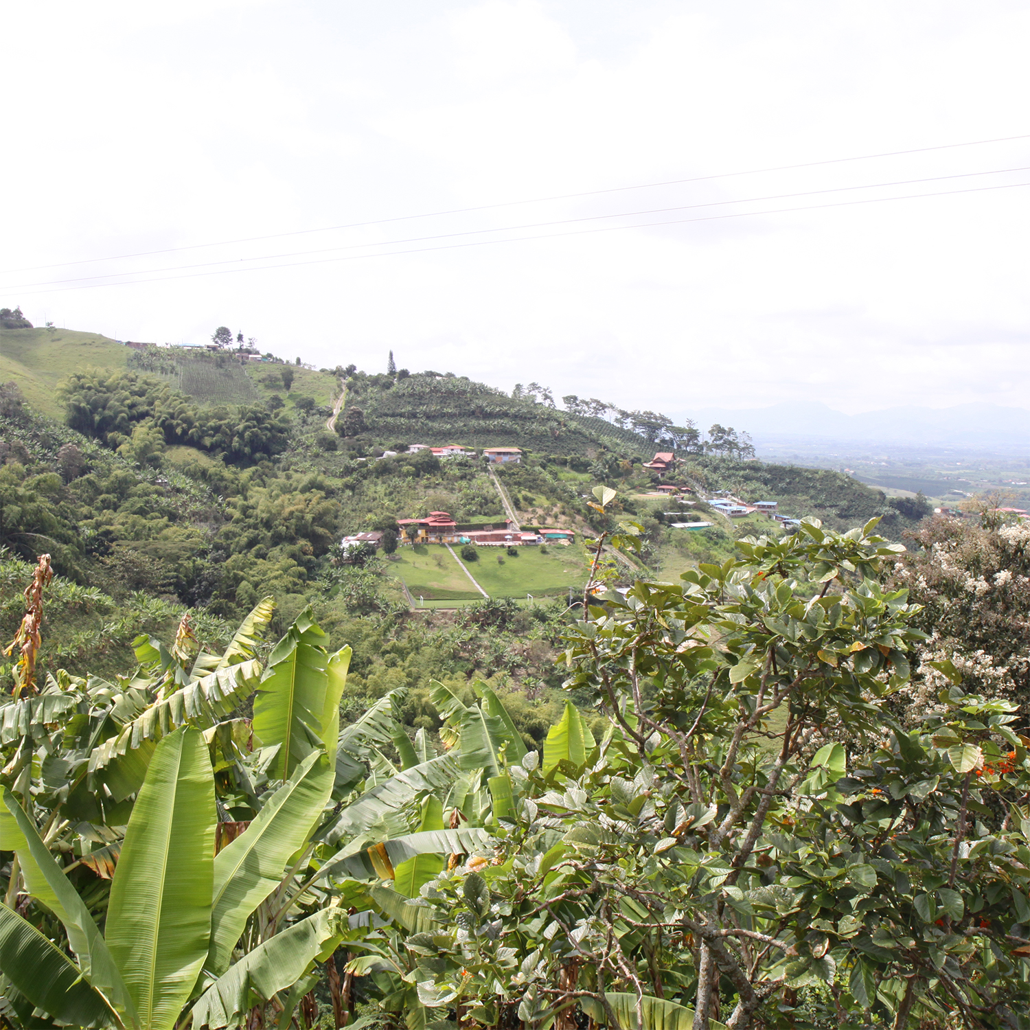 Michel Liégeois en Colombie au coeur des caféiers