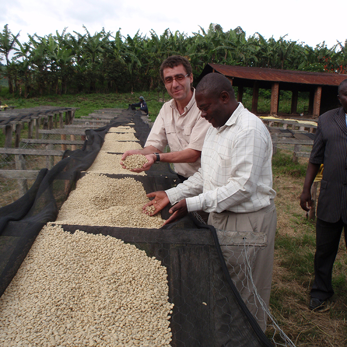 culture de café au Kivu