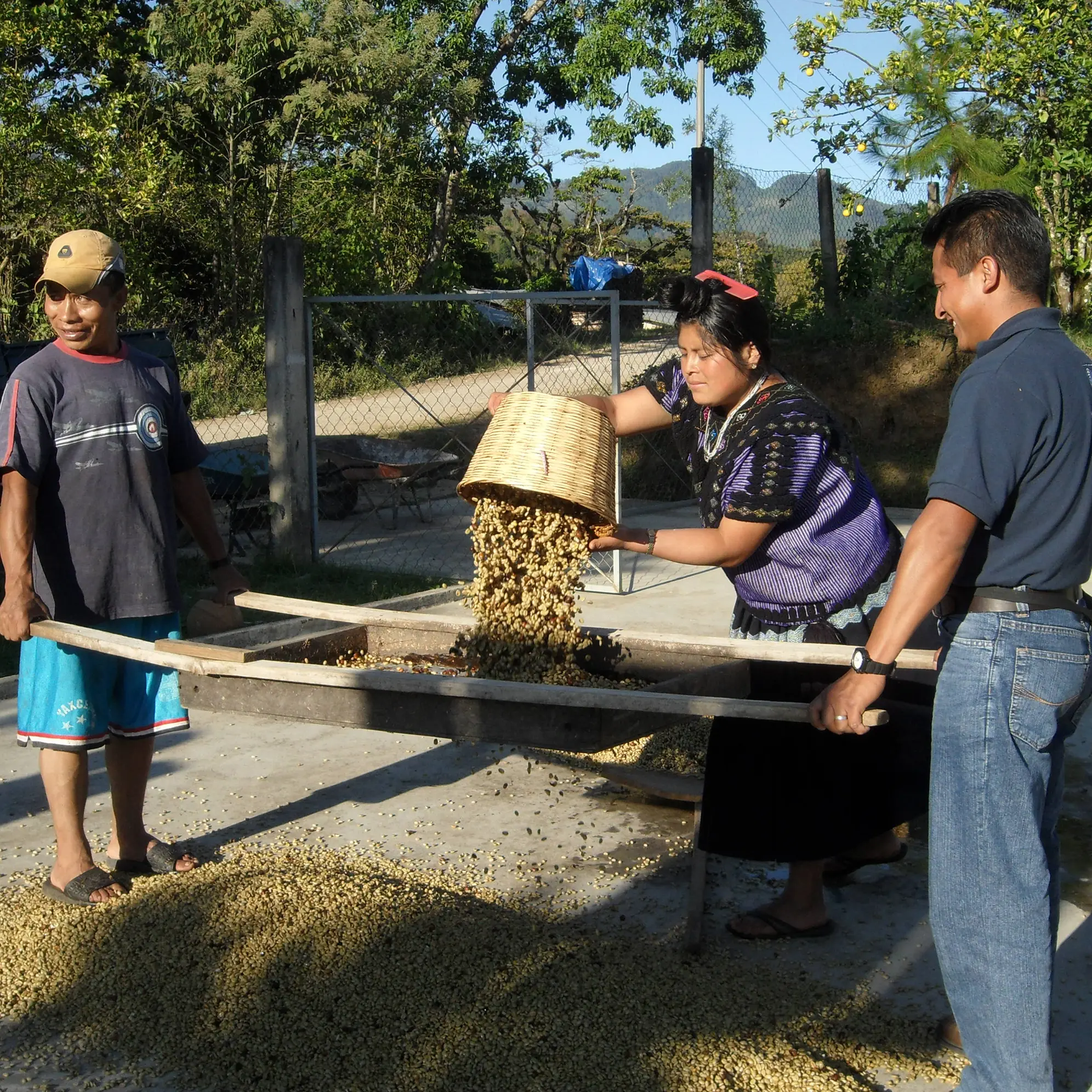 Collection of coffee beans after drying