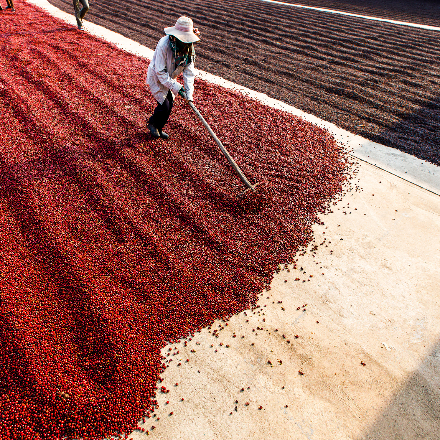 personne étalant les cerises au sol pour le séchage