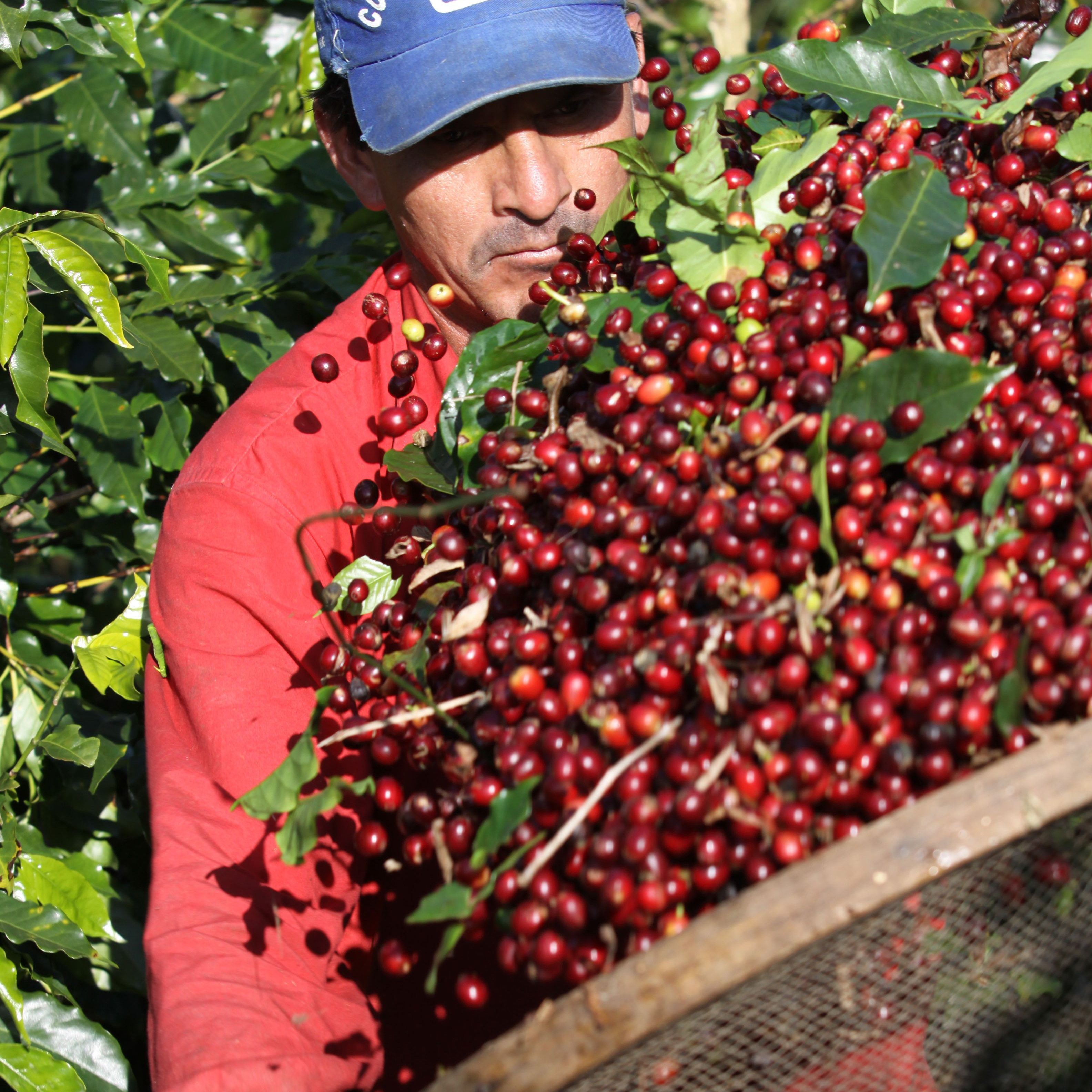 cultivateur de café triant les grains de café des feuilles