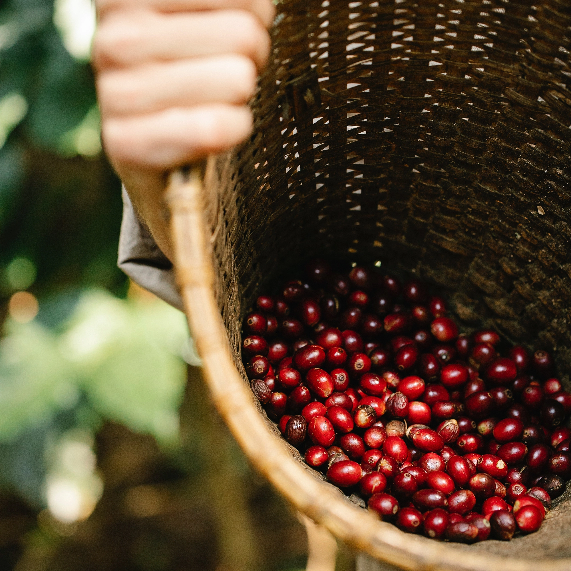 cerises de café lors de la récolte