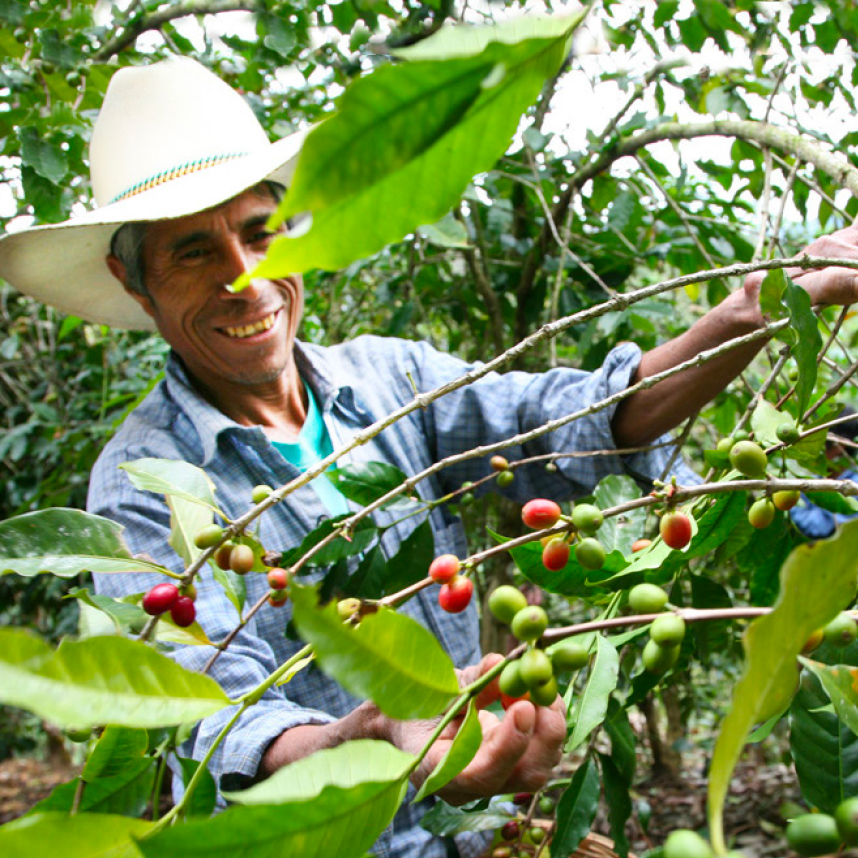 hommae ramassant les cerises de café au Mexique