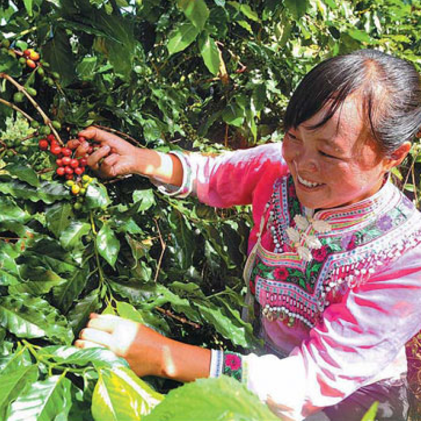 femme ramassant les cerises de café