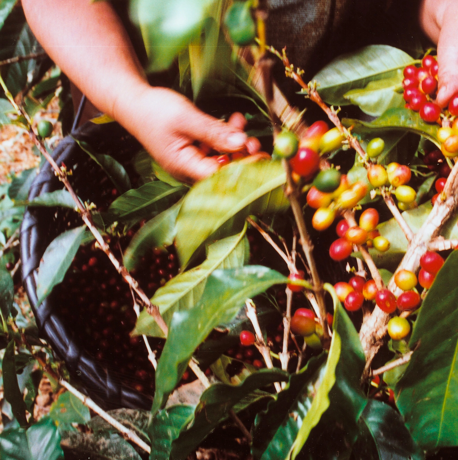plant de café au Costa Rica plant de café au Costa Rica