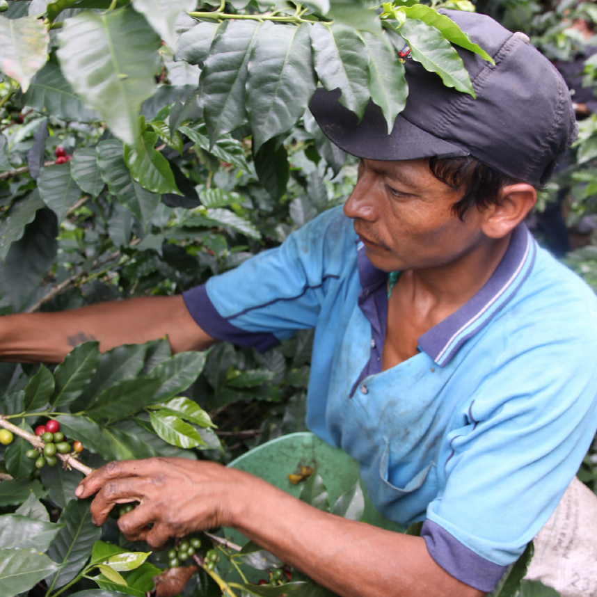 homme ramassant les cerises de café en Colombie