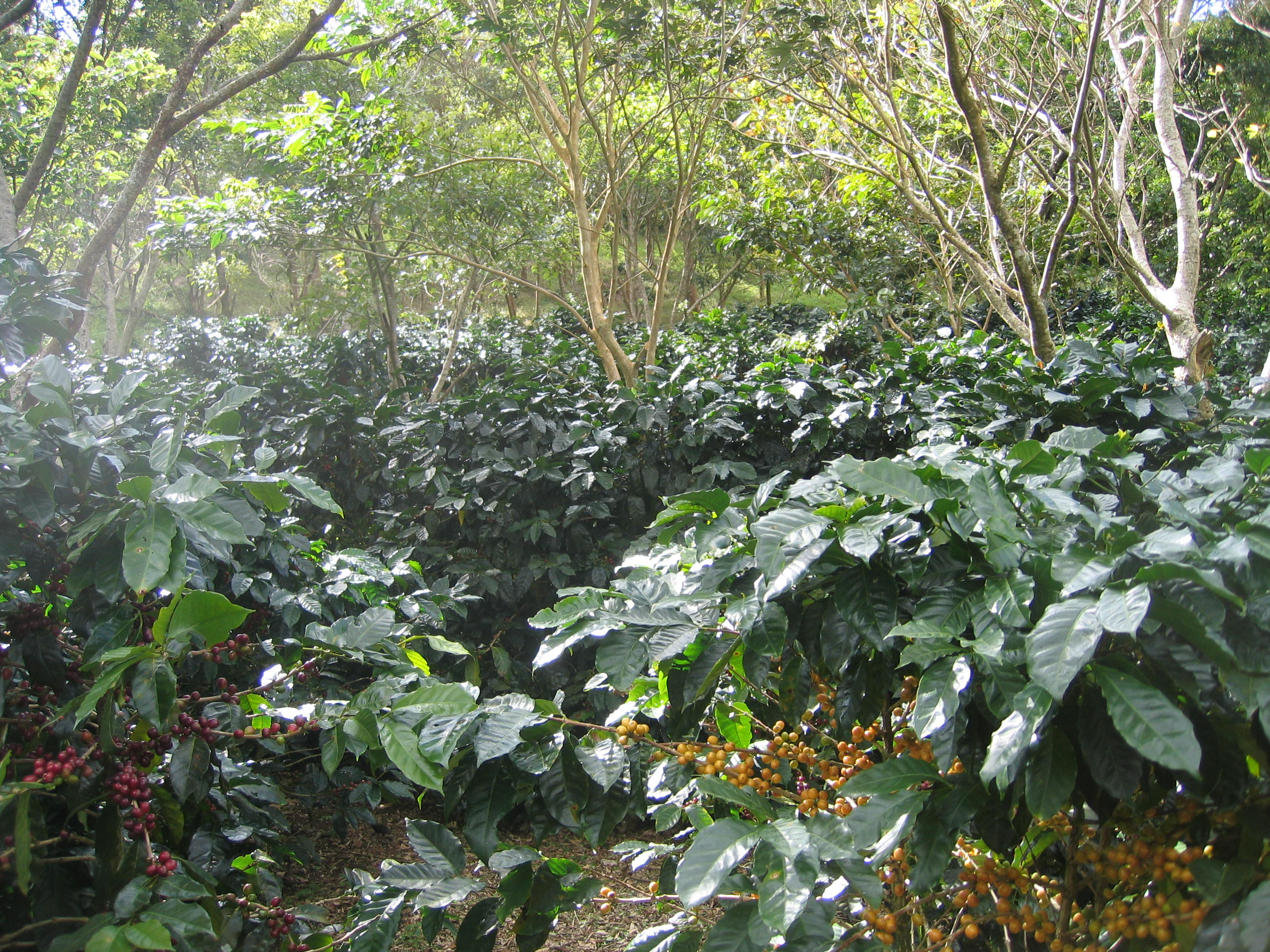 culture de café au Costa Rica