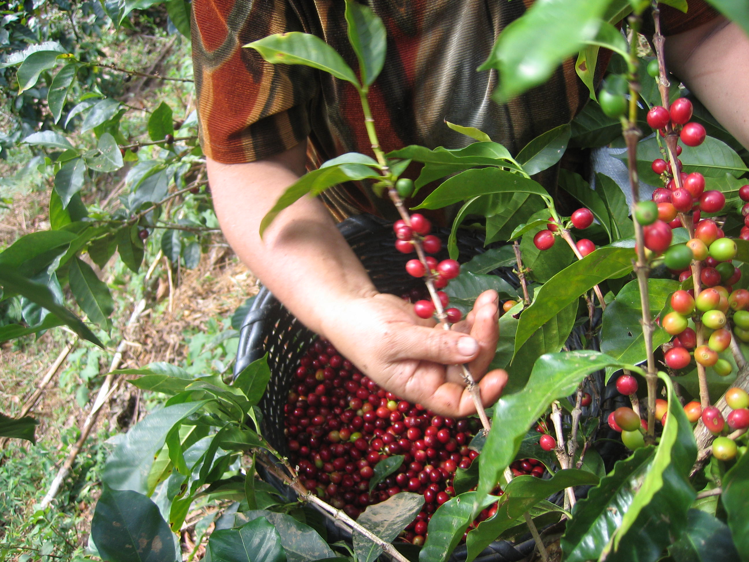 culture de café au Costa Rica