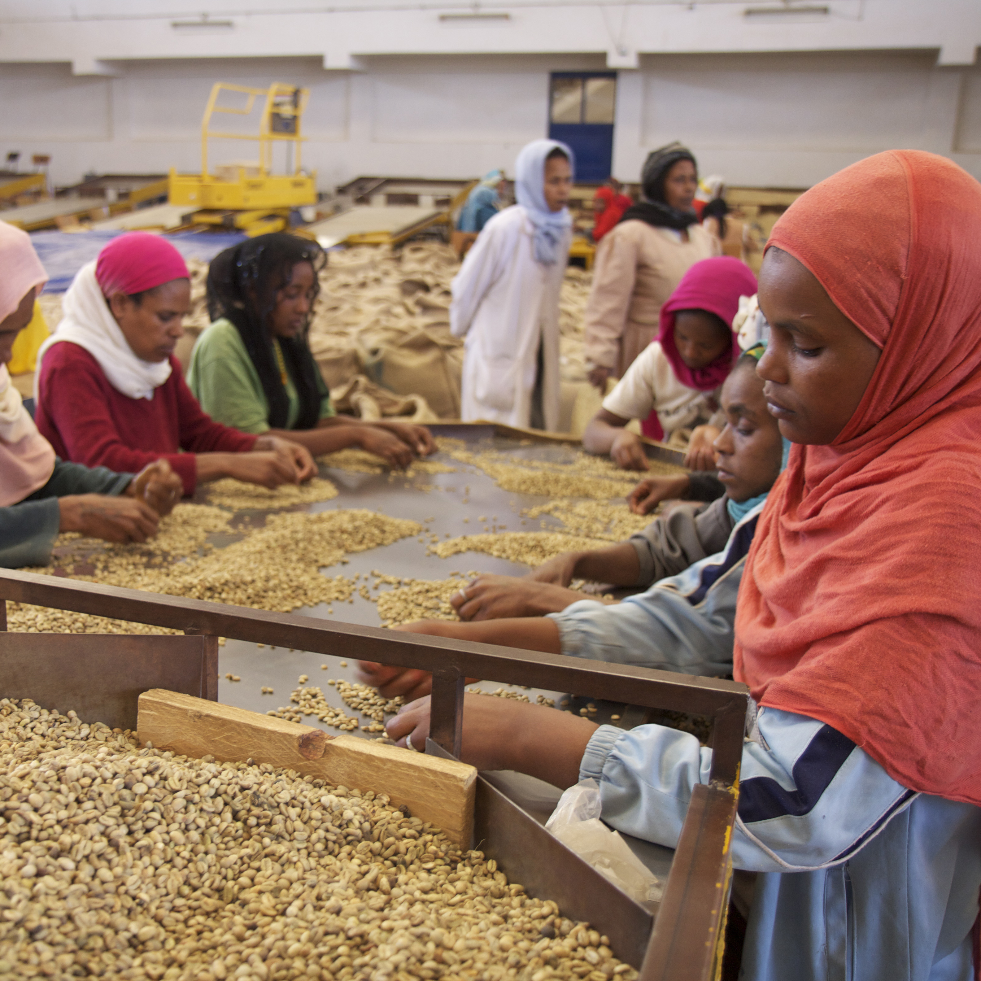 groupe de femmes triant les grains de café