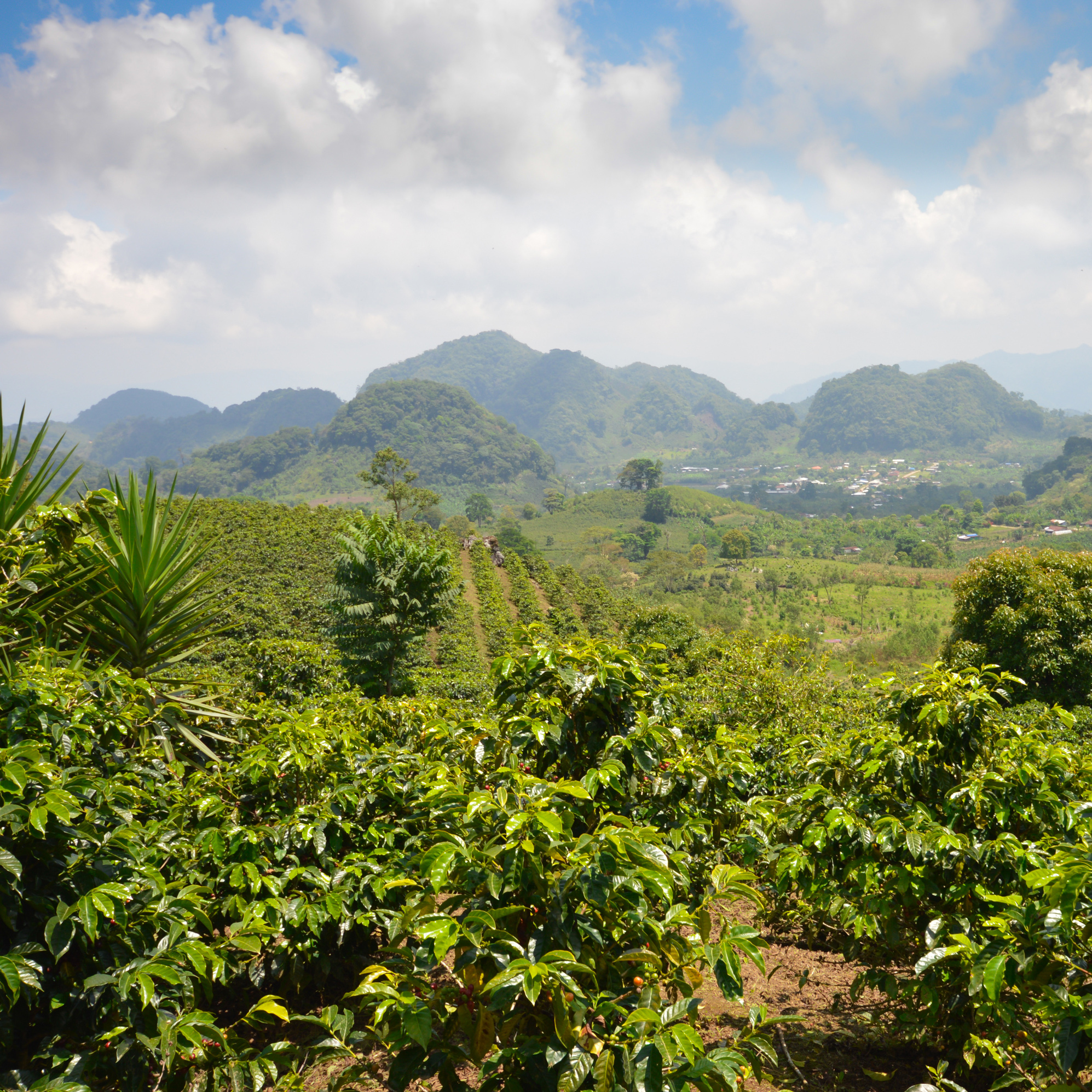 paysage de caféiers au Honduras