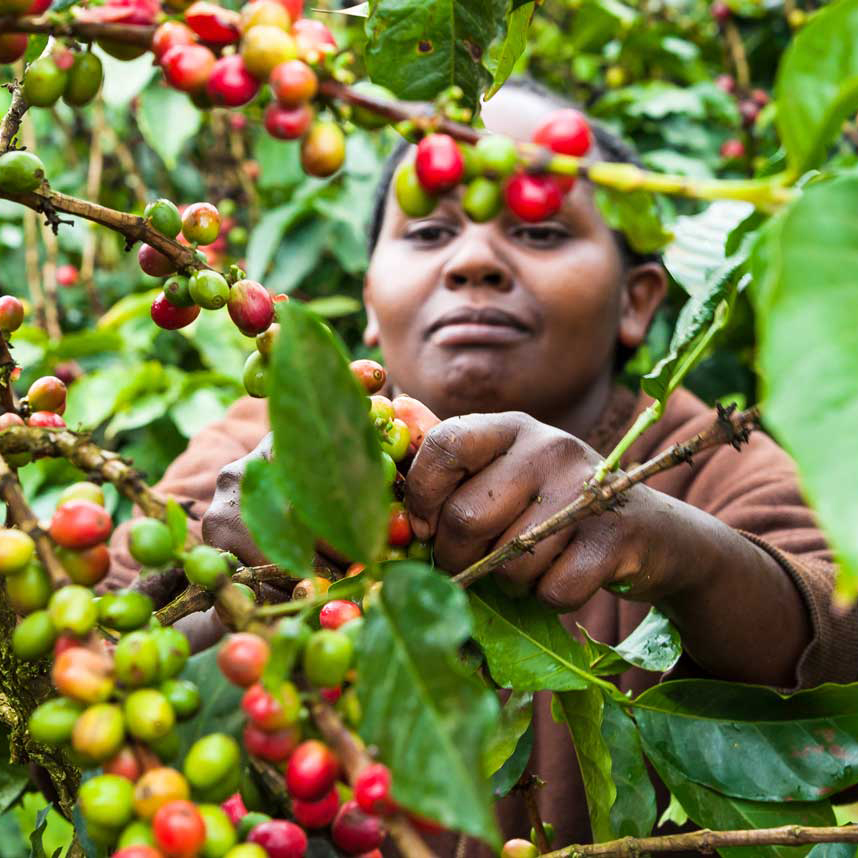 femme ramassant les cerises de café en Inde