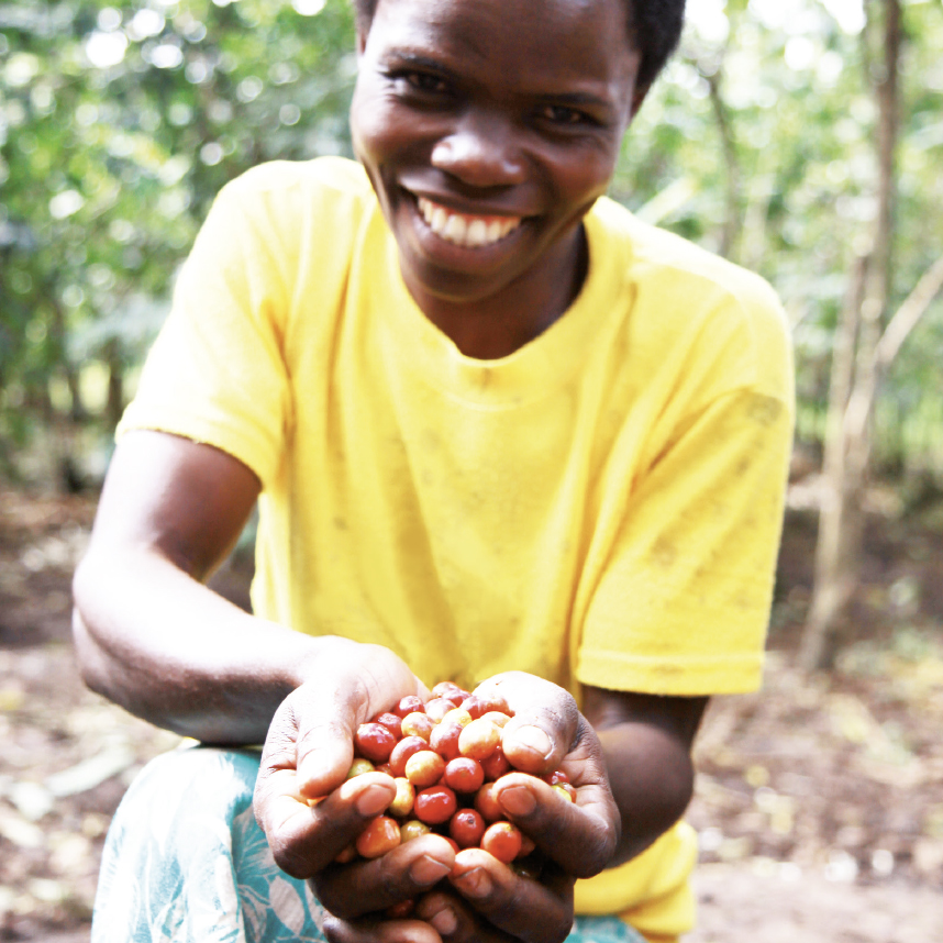 homme tenant des cerises de café dans ses mains au Kivu