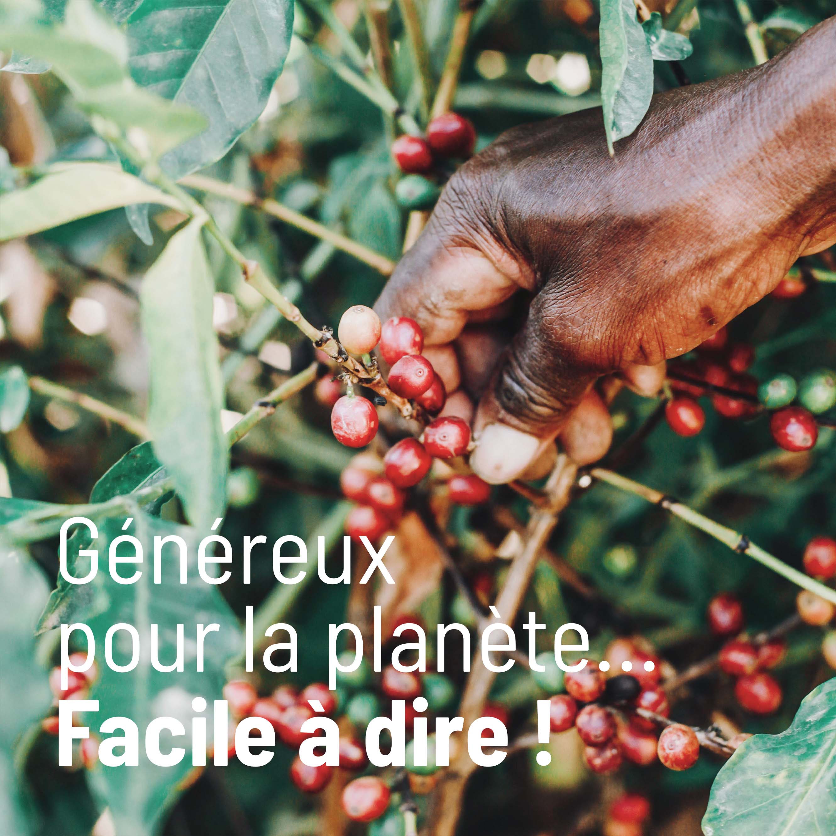 article sur l'impact du café sur l'environnement, photo : plant de caféier
