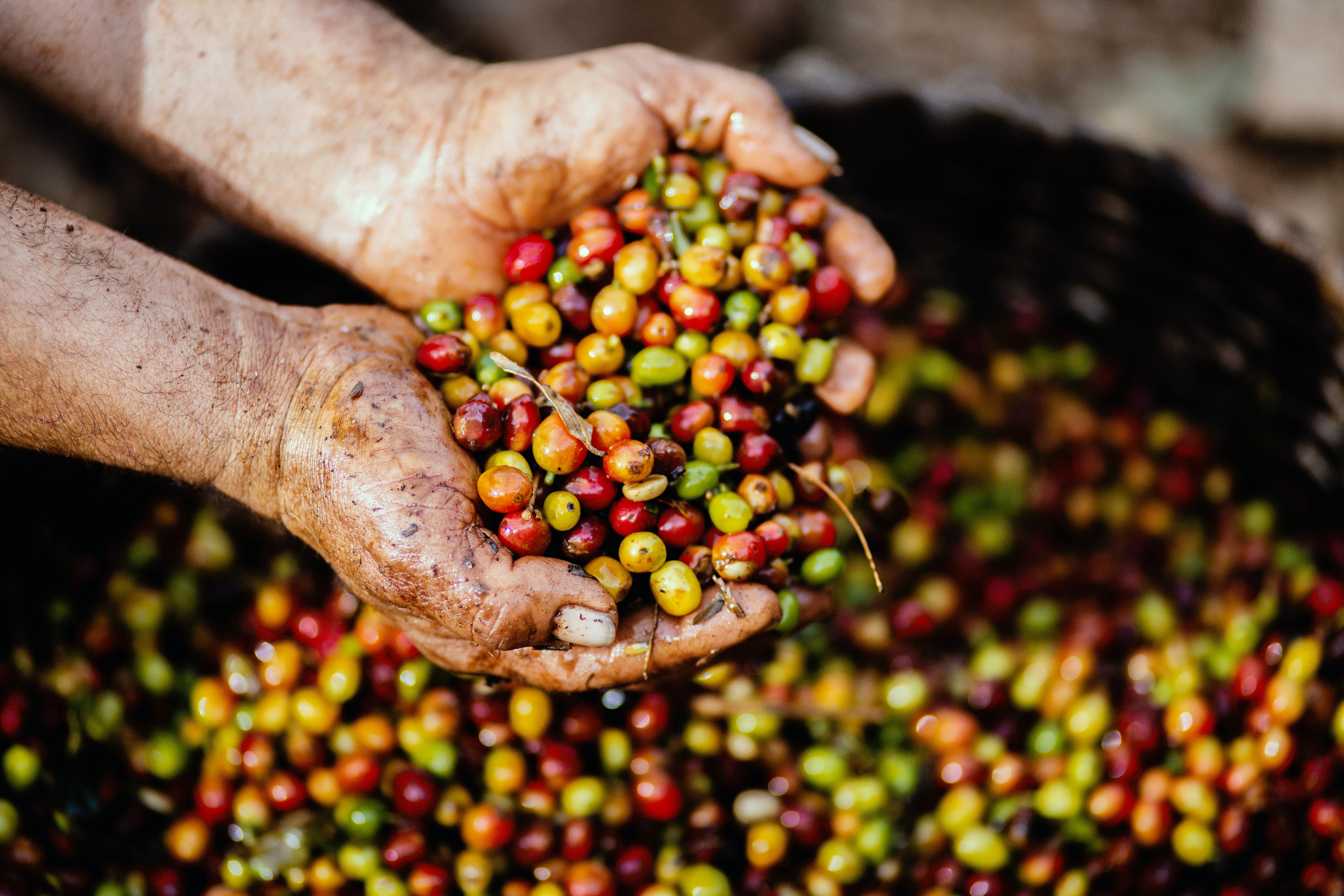 picking up coffee cherries