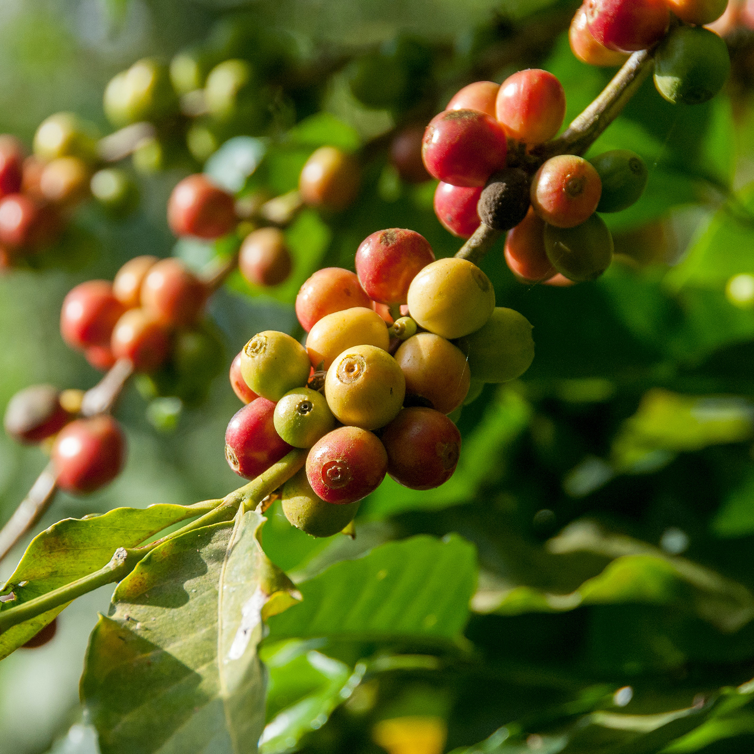 plant de café au Brésil