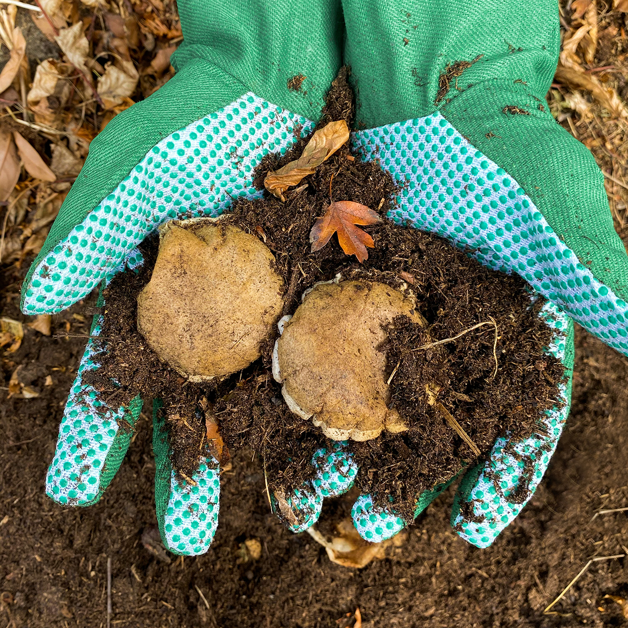 café pads compostable dans la terre