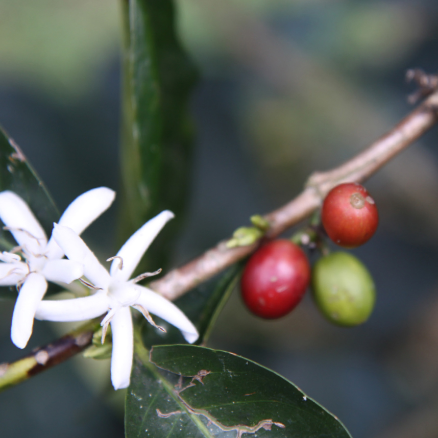 branche de caféier avec la fleur et les cerises