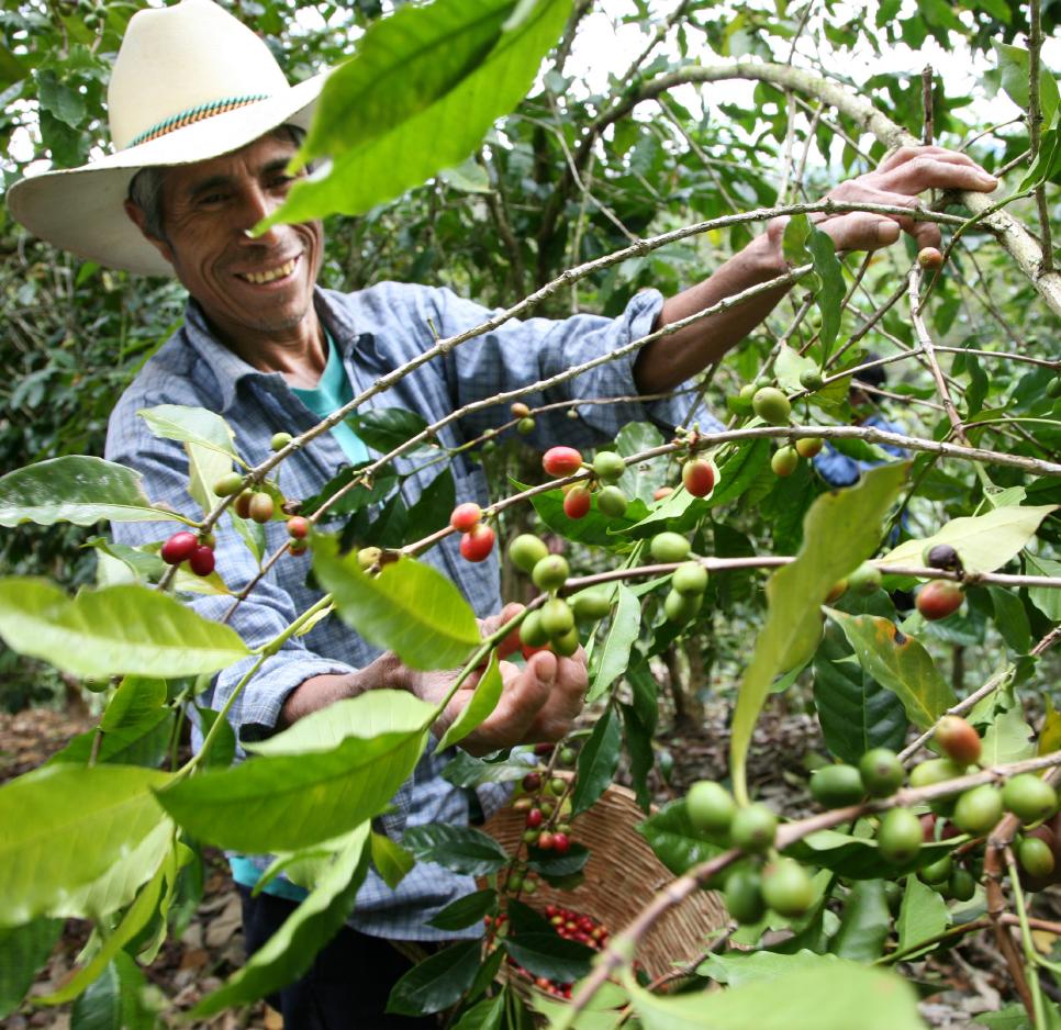 Farmer picking coffee cherries in Chiapas
