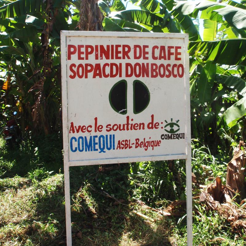 koffiecultuur in Kivu ondersteund door Comequi